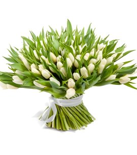 101 White Tulips