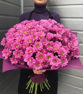 Pink Spray Chrysanthemum (design pack)