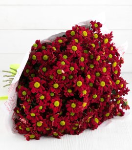 27 Red Spray Chrysanthemum (design)