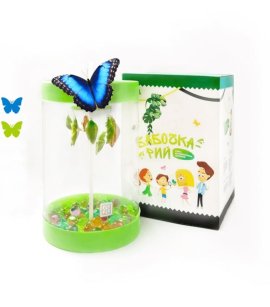 Butterfly Grow Kit Mini