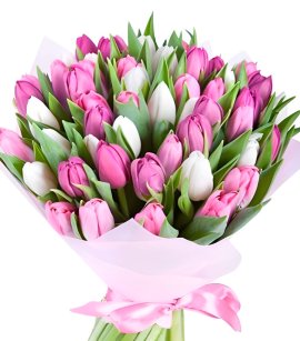 51 Tulips Mix (design)