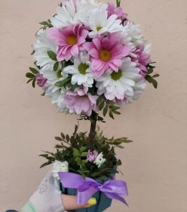 Chrysanthemum Topiary #1