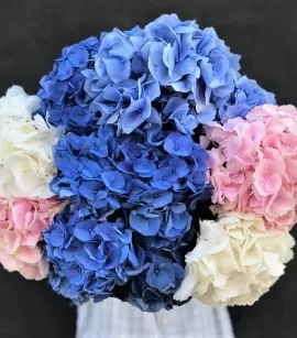 Hydrangea Mix