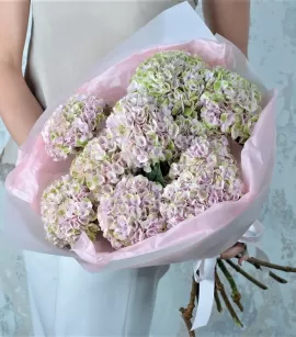 White Hydrangea (design)